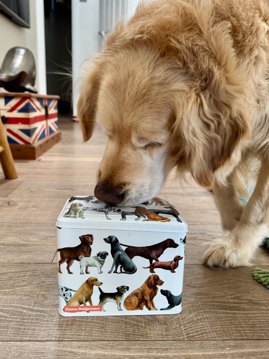 Emma Bridgewater Dogs Extra Large Caddy - Ruby&